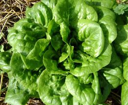 Fresh Buttercrunch Lettuce - 100 Seeds - £5.59 GBP