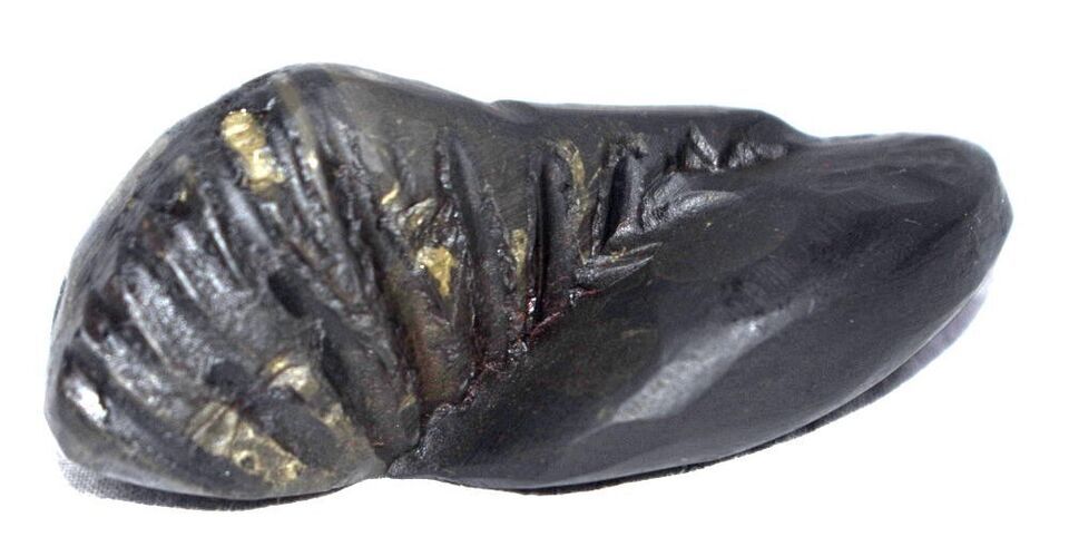 Sacred Shesha Ananta Shaligram - Gandaki River Nepal Item image 2