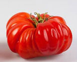 50 Seeds Mr. Ugly Tomato Vegetable Garden - $9.70