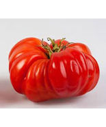 50 Seeds Mr. Ugly Tomato Vegetable Garden - £7.61 GBP