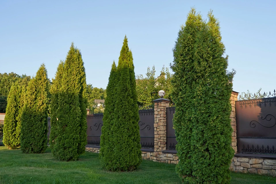 50 Thuja Tree Seeds, Thuja occidentalis White Cedar Arborvitae, Fast Gro... - $6.49