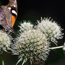 40 Eryngium Yuccifolium Rattlesnake Master Flower Seeds Perennial Fresh Seeds Fa - $23.64