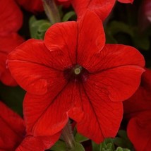 50 Pelleted Seeds Pretty Grand Red Petunia Seeds - £23.84 GBP