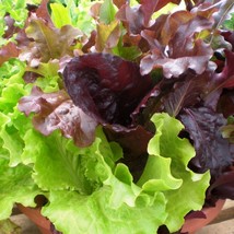 New Gourmet Salad Blend Lettuce Seeds 600 Vegetable Fresh USA Garden - $6.30