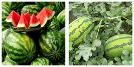 60pcs Seeds Lazy Melon King Watermelon Bonsai red Meat Fruit Fresh Garden - £15.67 GBP