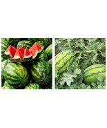 60pcs Seeds Lazy Melon King Watermelon Bonsai red Meat Fruit Fresh Garden - £15.17 GBP