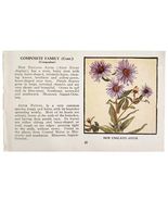 New England Aster Composite Flower 1932 Color Plate Print Irving Lawson ... - €21,41 EUR