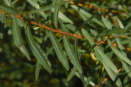 12&quot; Purple-Osier Willow Cuttings Salix purpurea FRESH Native Lot of 5  - £26.62 GBP