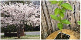 Yoshino Flowering Cherry Tree - 12-24&quot; Tall Live Plant - 2.5&quot; Pot - Potted - H03 - £67.13 GBP