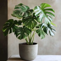 Monstera Deliciosa Rare Live Starter Cheese Tropical Organic New Plant C... - €16,19 EUR+