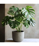 Monstera Deliciosa Rare Live Starter Cheese Tropical Organic New Plant Cuttings - €16,19 EUR - €37,51 EUR