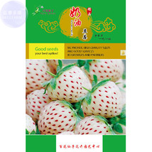 BELLFARM Strawberry Cream White Sweet Fruit Seeds 20 seeds original organic tast - £5.55 GBP