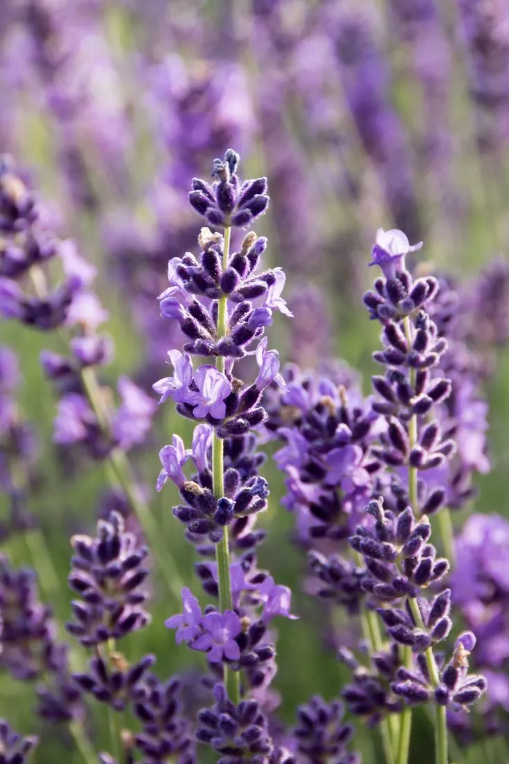 Lavender (Munstead) 30 Seeds - $9.80