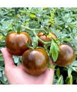 Grow Your Own Cosmic Eclipse Tomatoes - 5 Exotic Seeds, Heirloom Garden ... - £5.58 GBP