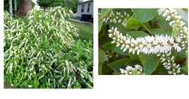 4&quot; pot Henry&#39;s Garnet Itea Virginica Sweetspire Garden &amp; Outdoor Living  - $36.99