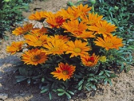 50 Gazania Seeds Mini Star Tangerine Gazania Seeds Starts Nursery Garden USA - $10.50