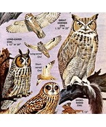 Owls 4 Varieties And Types 1966 Color Bird Art Print Nature Great Horned... - €17,23 EUR
