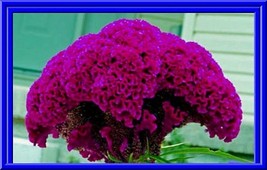 Massive Purple Brain Head Celosia 4 Ft Tall 25 Seeds Fresh Seeds Fast Shipping - $17.98