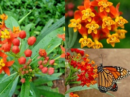 100 BLOODFLOWER Tropical Milkweed Mexican Butterfly Seeds Weed Drought Heat Easy - £13.34 GBP