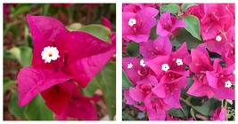 La Jolla Bougainvillea Small Well Rooted Starter Plant - £32.59 GBP