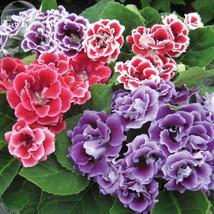 New Fresh Gloxinia Brocade Double Mixed Seeds Pack 5 Seeds Pelleted Double Petal - $3.72