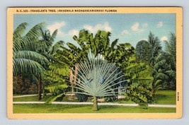 Travelers Tree Fllorida FL Linen Postcard M2 - $2.92