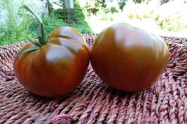 Calavados - luscious bronze tomatoes bred in Ukraine - £4.10 GBP