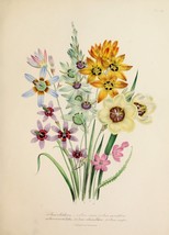 13063.Decor Poster.Wall Room home design.Vintage Flower illustration.Florist art - £13.52 GBP+