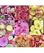 100 pcs Green Rose Greenovia: Bonsai Succulent Meaty Plant with Charming... - $10.20