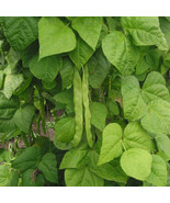 Great Northern Bean Seeds  Large White Heirloom FRESH - $12.00