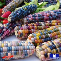 Corn Seeds - Popcorn - Rainbow Jewel Vegetable Non-Gmo - Heirloom Gardening Fres - £11.67 GBP