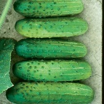 BEST 25 Seeds Easy To Grow Cross Country Cucumber Hybrid Vegetable Pickling - $10.00