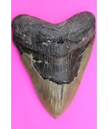 Authentic Megadolon Shark Tooth 4.68 Inches 224 Grams Fossil Dino Girl C... - $193.36 CAD