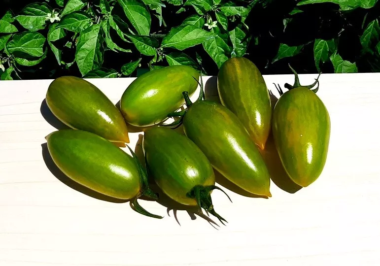 50 Seeds Green Tiger Tomato Juicy Vegetable Fresh USA Fast Shipping - $16.50