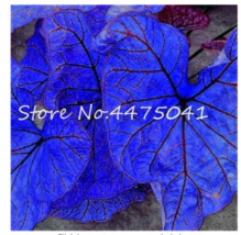  150 Multiple Colour Thailand Caladium of Rainbow Flower Potted Caladium Seeds 1 - $9.00