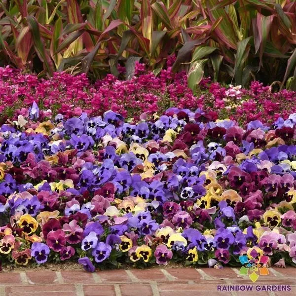 200 Matrix Coastal Sunrise Mix Pansy Viola Seeds New Fast Shipping - $10.96