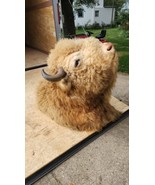 Massive Real White Buffalo / Bison Shoulder Taxidermy Mount - £9,393.47 GBP