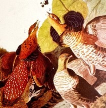Ruffed Grouse Bird 1946 Color Art Print John James Audubon Nature Antiqu... - £23.66 GBP