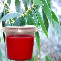 Australian Eucalyptus Soy Wax Soy Wax Candle Melts Shot Pots, Vegan, Han... - $16.00+