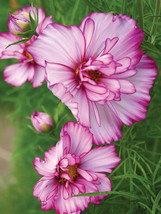 200 Double Take Cosmos Seeds Planting Gardening USA SELLER - $12.96