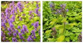 Quart Pot -Chartreuse on the Loose Catmint Perennial - Nepeta -  Live Plant - £38.43 GBP