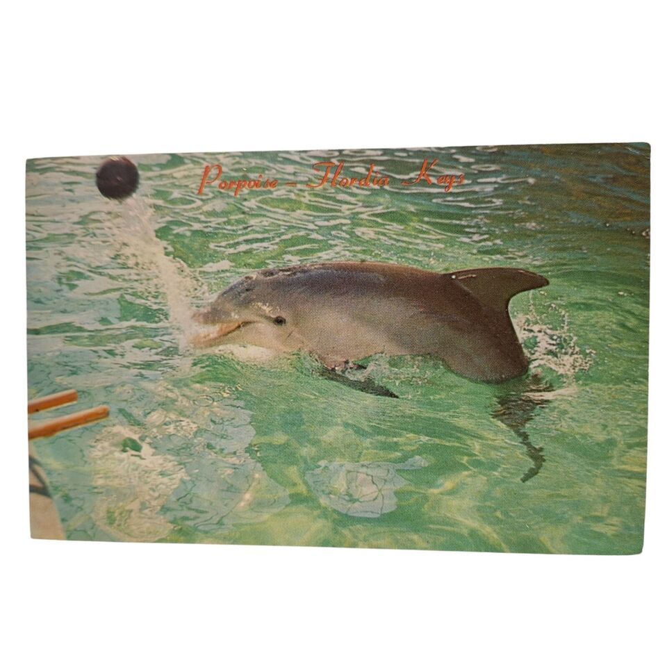Postcard Porpoise Dolphin Florida Keys Ocean Mammal Chrome Posted - £3.67 GBP