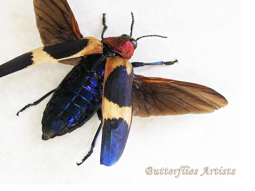 Chrysochroa Buqueti Rugicollis Purple Jewel Beetle Framed Entomology Shadowbox  - $64.99