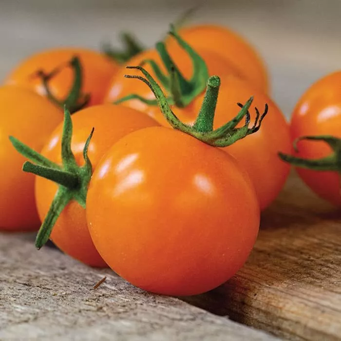 Sun Sugar Tomato Seeds (10 Seeds) Easy to Grow Sunsugar Cherry To - £10.79 GBP
