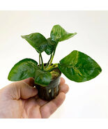 ANUBIAS BARTERI BUTTERFLY 1 POT- Aquatic Live Plants FREE SHIPPING!!!!!!! - $14.84