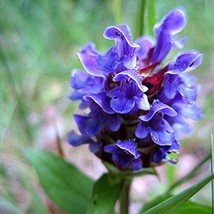 USA SELLER New Prunella Self Heal 100 seeds easy ground cover purple blo... - $15.36