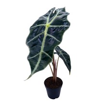 Alocasia African Mask, Kris Plant, Alocasia &#39;Polly&#39;, Elephant Ear in 2 inch Pot - £9.57 GBP