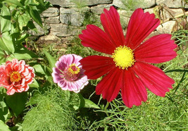 Shipped From Us 600 Red Dazzler Cosmos Bipinnatus Flower Seeds, LC03 - £11.99 GBP
