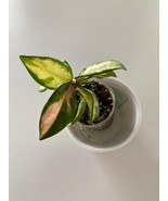 Hoya Carnosa Krimson Princess, Rooted, Great House Plant, Beautiful Blooms - $20.35 CAD