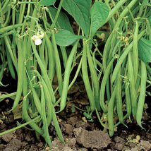 100 Blue Lake Bush Beans Heirloom Seeds Stringless Heirloom Seed - $14.78